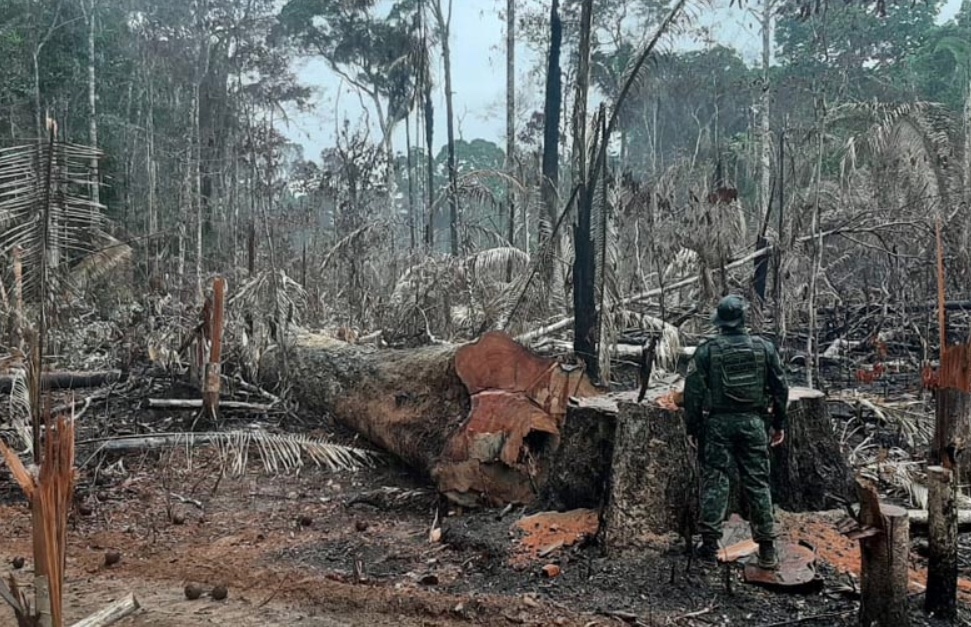 PL aumenta pena para crimes ambientais para até 6 anos em regime fechado