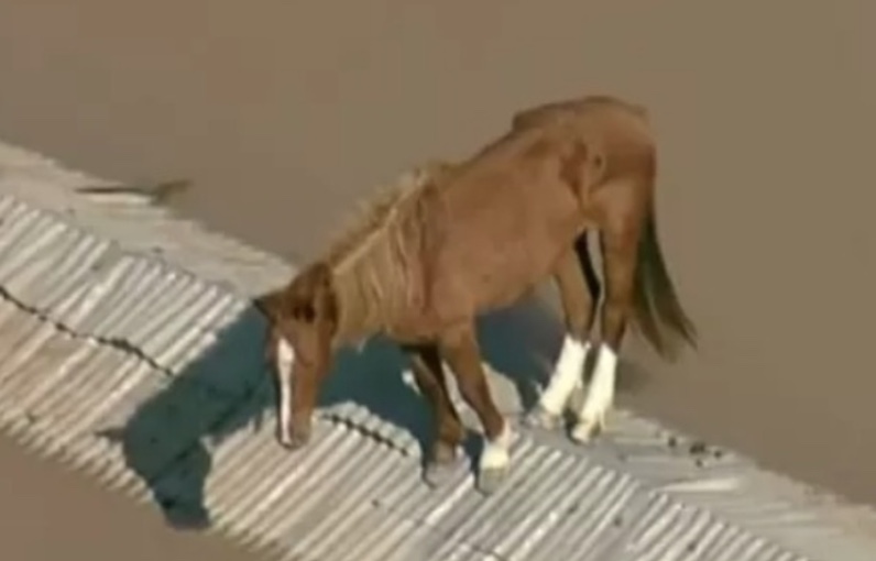 Sete meses após resgate no RS, cavalo Caramelo é adotado por universidade