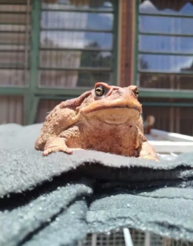 Sapo resgatado com boca colada em ritual morre após cirurgia