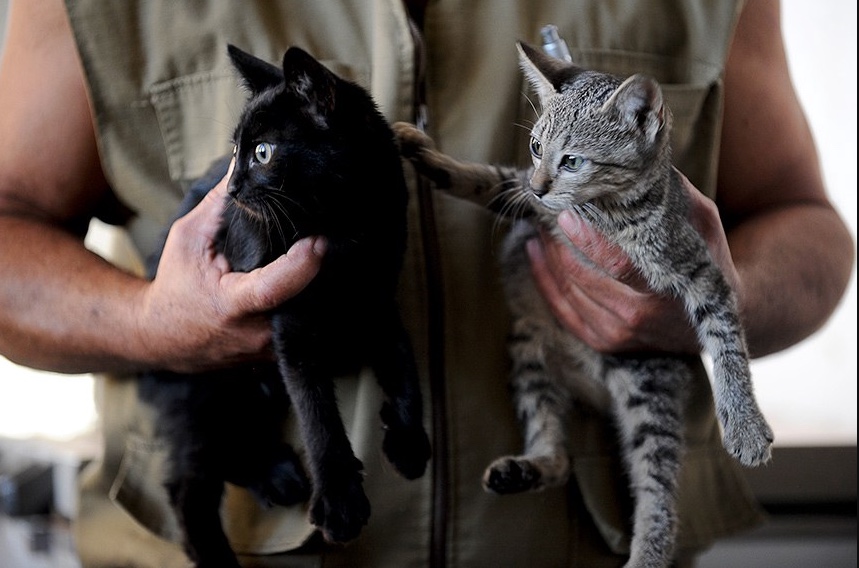 Cadastro Nacional de Animais Domésticos é aprovado e já pode ser criado