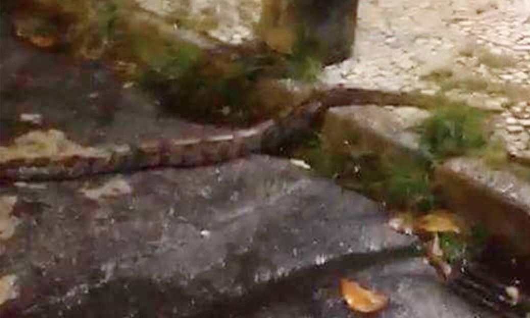 Homem fica em estado grave após ser picado por jararaca no Leblon, no Rio