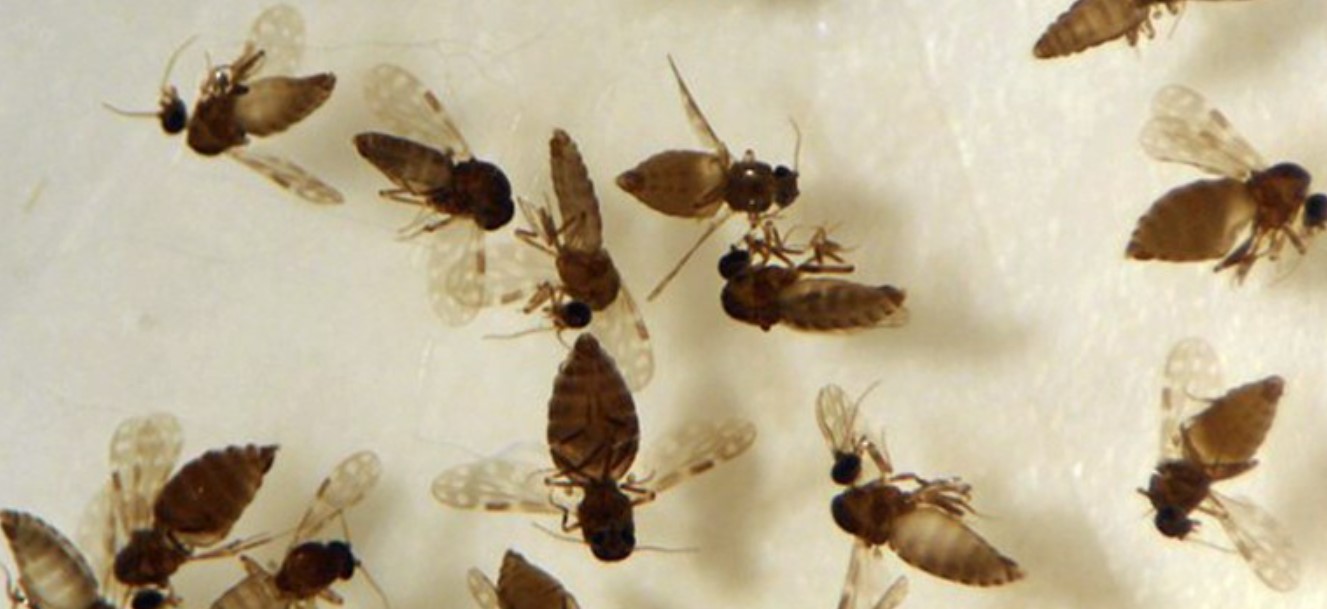 Mais de 11 mil casos de febre oropouche são registrados no Brasil