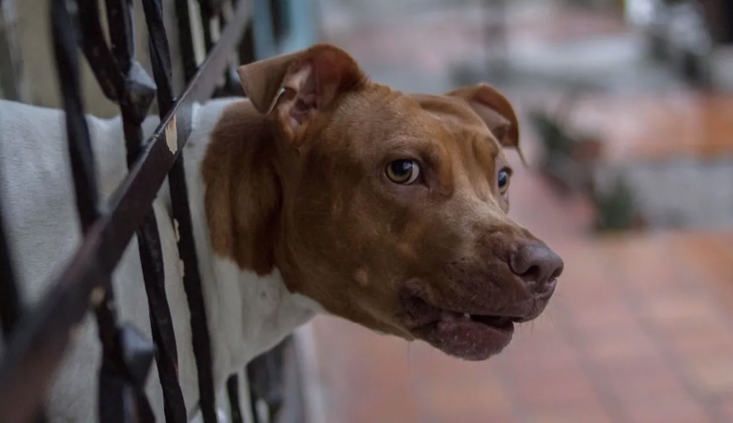 Idoso é atacado por pitbull ao tentar defender seu cachorro