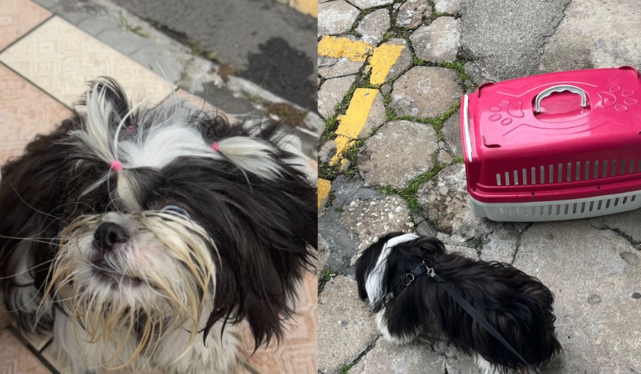 Mulher é presa em flagrante após deixar cão trancado no carro por 3 horas