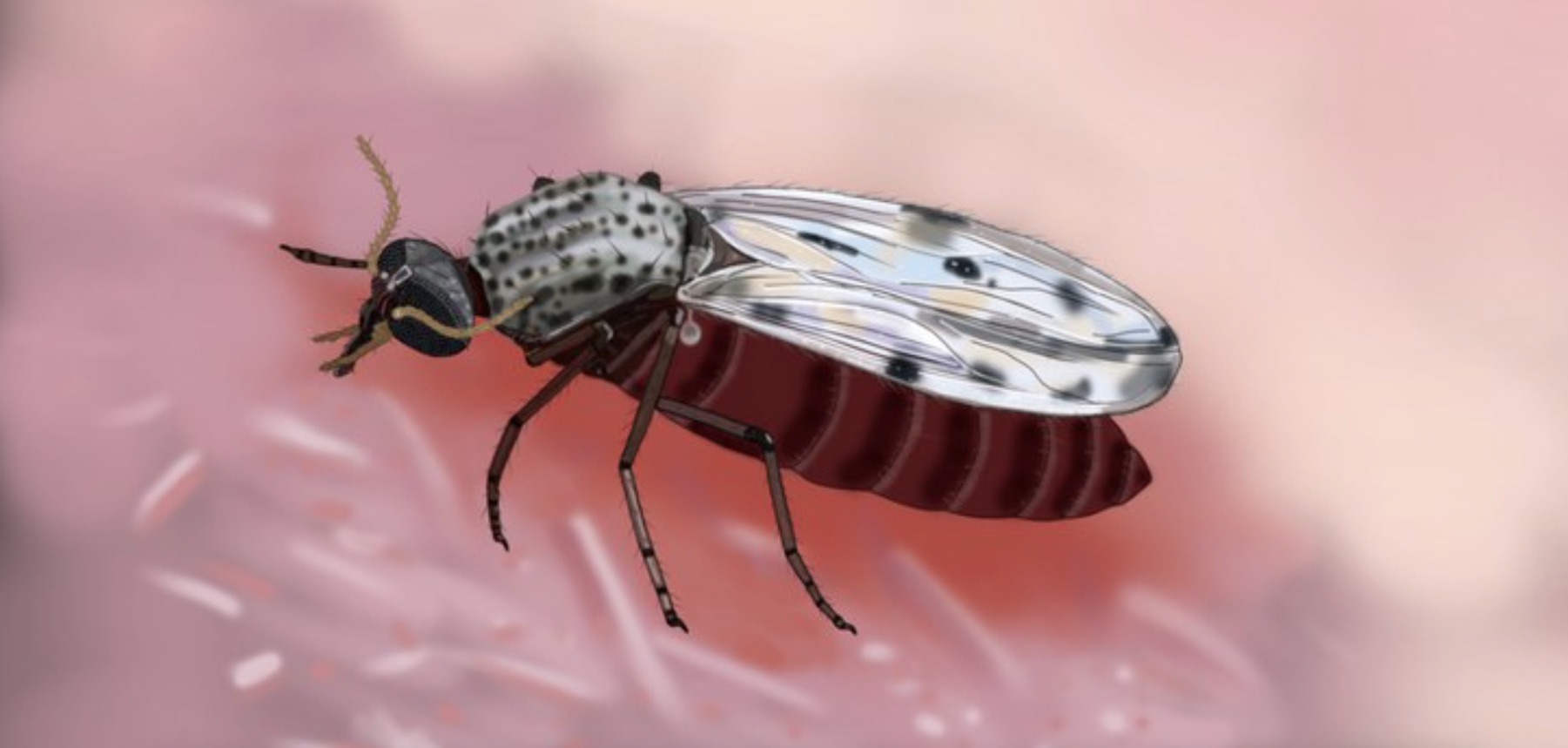 Saúde divulga primeira ilustração fiel do inseto transmissor do Oropouche