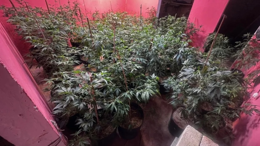 Homem é preso dentro de estufa com mais de 100 pés de maconha