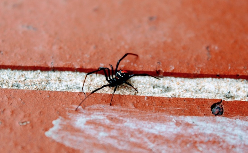 Mulher tritura aranha viúva-negra para obter efeitos psicodélicos