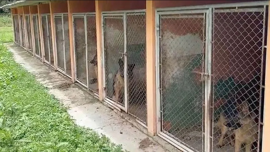 Mulher é presa por manter 120 cães confinados em gaiolas