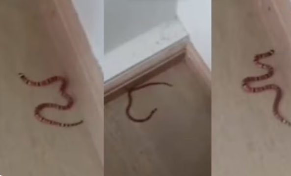 Crianças encontram cobras-corais dentro de casa
