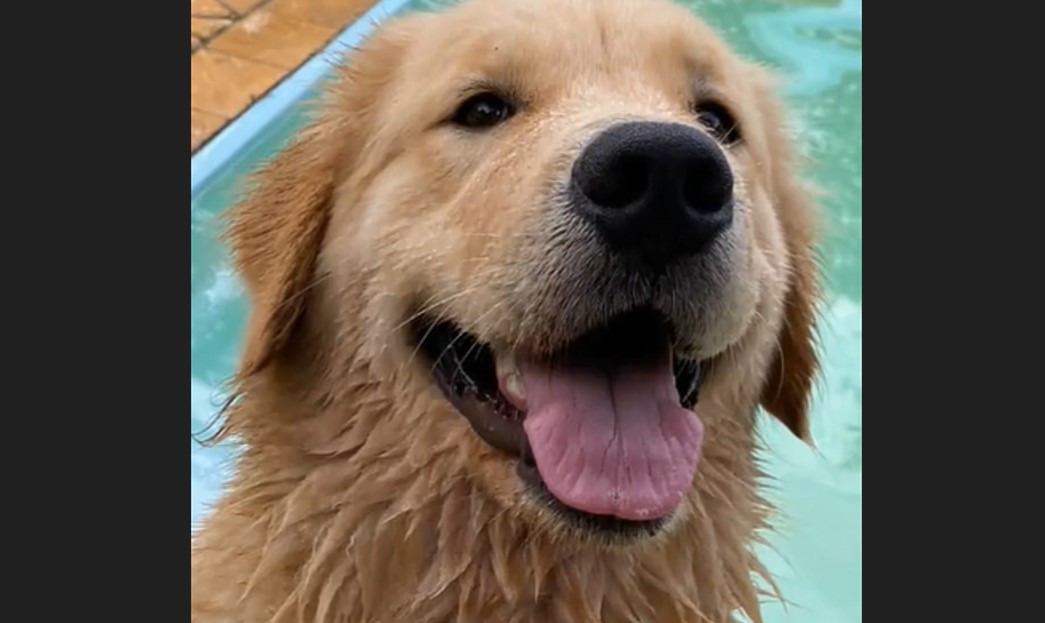 Cadela desaparecida é encontrada enterrada no quintal de adestrador