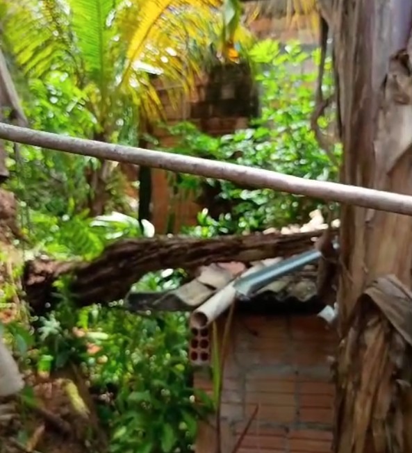 Árvore tomba sobre casa e família teme deslizamento de terra na Redenção