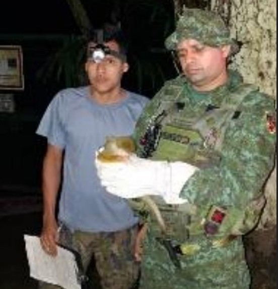 Macaco mico-de-cheiro é resgatado pela polícia na Avenida Brasil