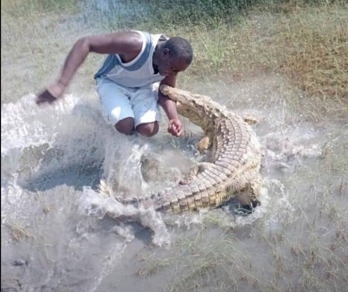 Guarda é atacado por crocodilo após provocá-lo na Namíbia