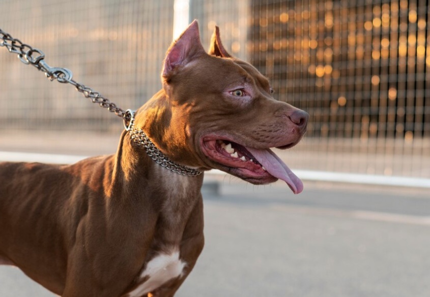 Deputados discutem regras para tutores de cães potencialmente perigosos