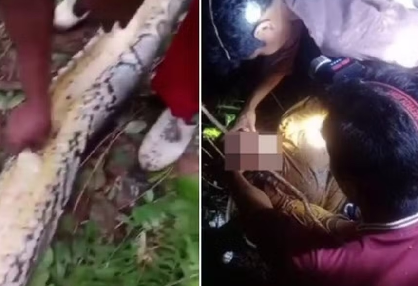 Parentes encontram agricultora de 55 anos dentro de píton de 7 metros 