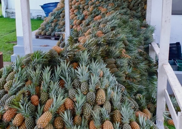 Exportação de produtos amazônicos cresce e abre portas nos EUA