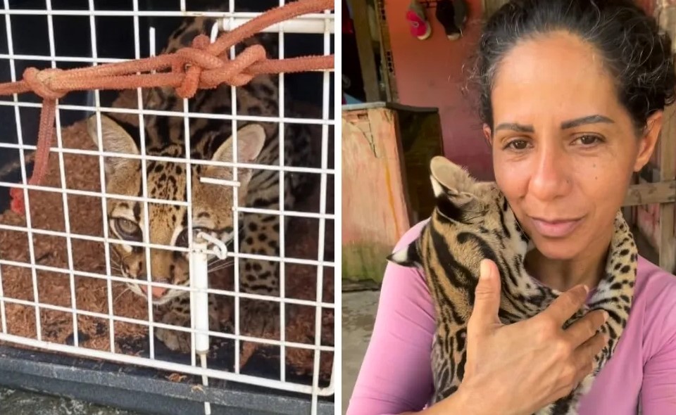 Ibama apreende jaguatirica criada como animal doméstico por influenciadora no Pará
