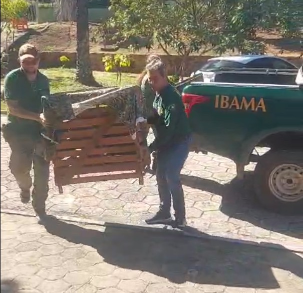 Gavião-real é resgatado com fratura grave na perna em Barreirinha