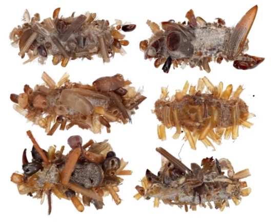 Cientistas descobrem lagarta carnívora que "enfeita" lar com restos mortais