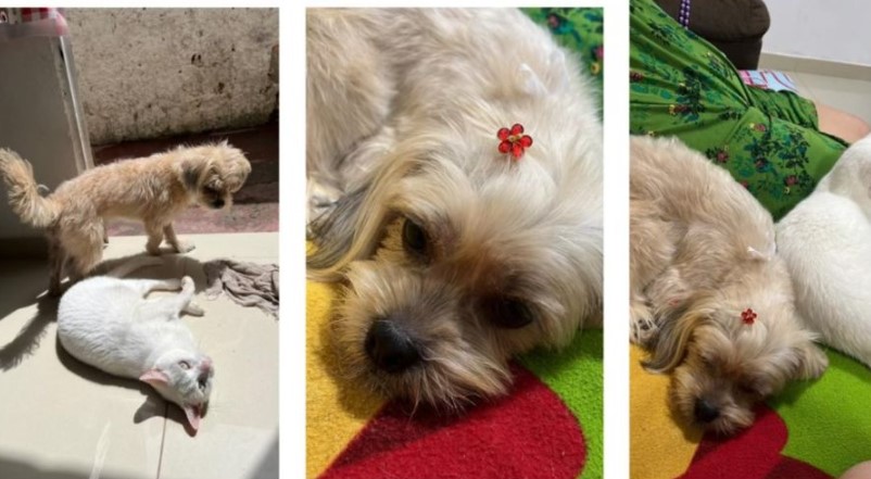 Família pede ajuda para encontrar “Neném”, yorkshire desaparecida em Manaus