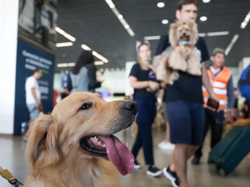 STJ autoriza empresas aéreas a negar transporte de animais 