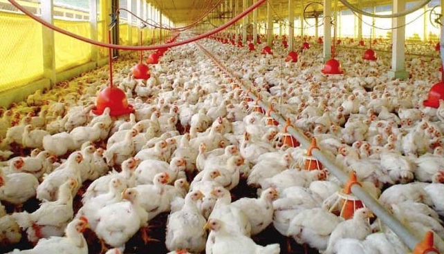 China suspende compra de frango do Brasil após caso de gripe aviária no RS