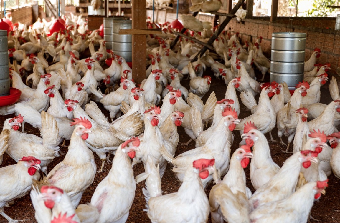 Amazonas reforça biossegurança para evitar avanço da gripe aviária; confira