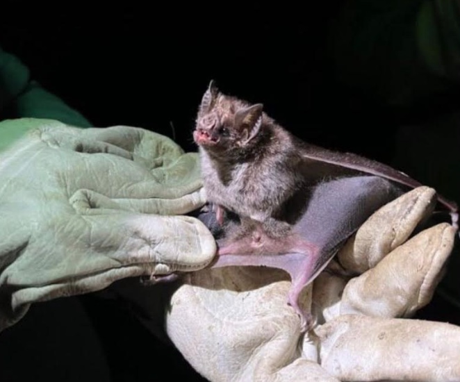 Prazo final para vacinação contra raiva acaba dia 15 no Amazonas