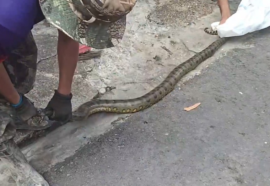 Moradores levam susto ao encontrar cobra gigante em rua no São Jorge