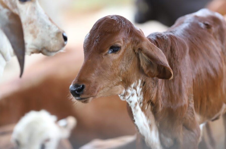 Brucelose: prazo final para vacinação termina dia 16 no Amazonas