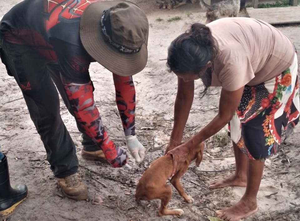 Cães e gatos são imunizados contra raiva na BR-174 e AM-010