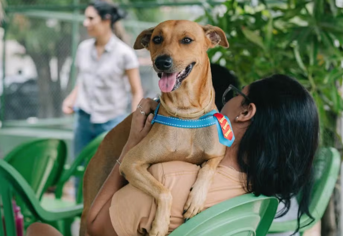 Governo sanciona lei que proíbe tatuagens e piercings estéticos em pets 