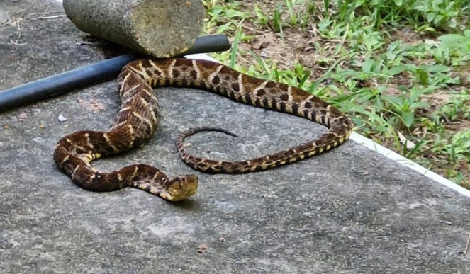 Cobra é encontrada em rua de Manaus e causa pânico em moradores