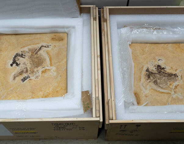 Brasil faz acordo com a Alemanha para repatriar quatro fósseis