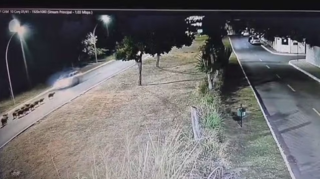 Motorista em alta velocidade atropela e mata 13 capivaras