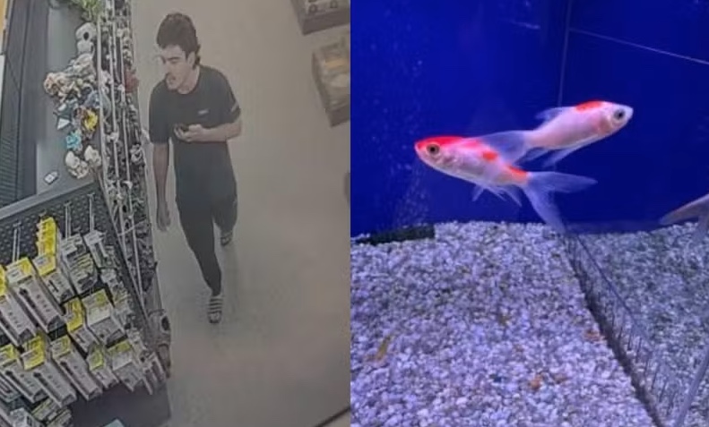 Homem é denunciado após comer peixe vivo e homenagear Trump em pet shop