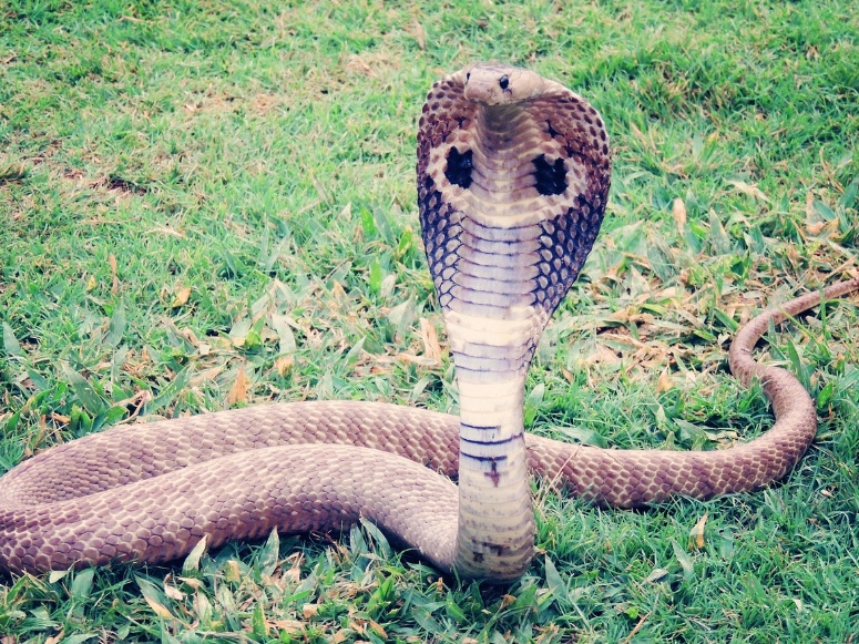 Cobra venenosa morre após ser mordida por criança