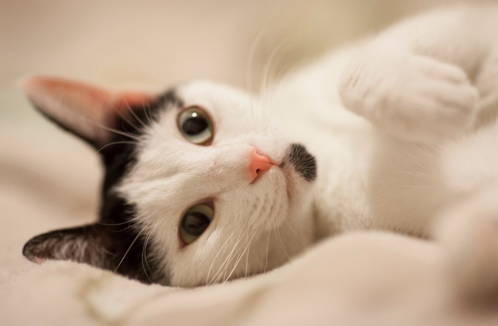 Adolescentes são condenados por torturar e assassinar gatos no Reino Unido