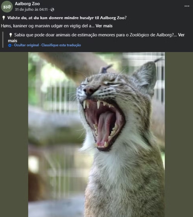 Zoológico pede doações de animais domésticos para alimentar predadores