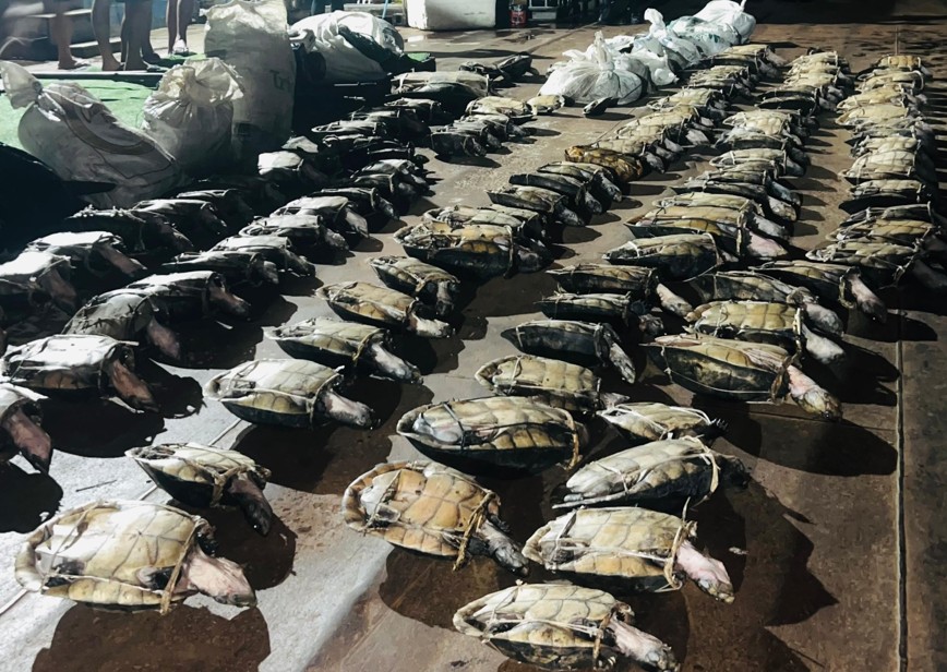 Mais de 250 quelônios e carne de caça ilegal são apreendidos em Barcelos