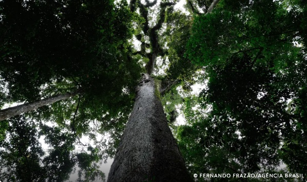 Lula sanciona PL do Licenciamento Ambiental com 63 vetos