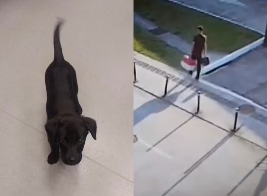 Tutor abandona cadela no estacionamento de aeroporto após animal ser barrado em voo