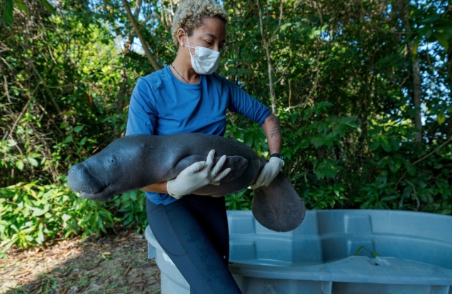 Filhote de peixe-boi é resgatado em Alvarães após ser encontrado sozinho