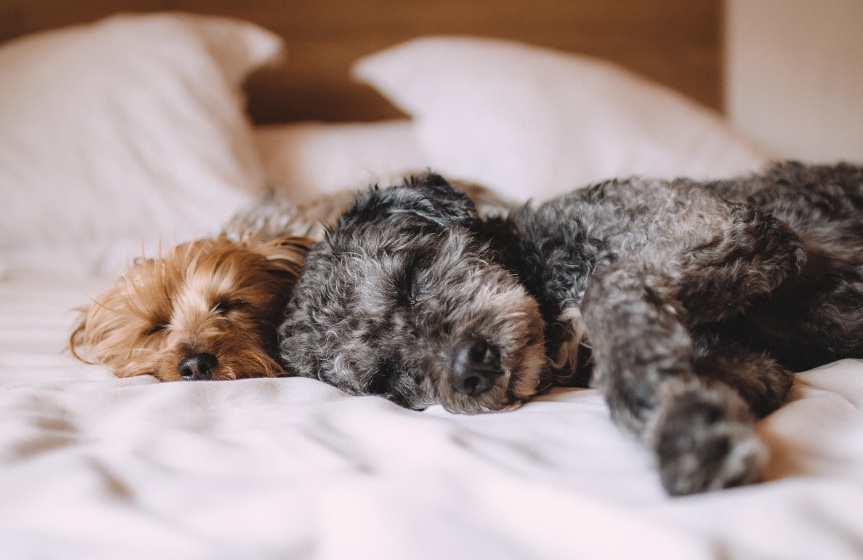 MP do Amazonas lança comitê para fortalecer políticas de bem-estar animal