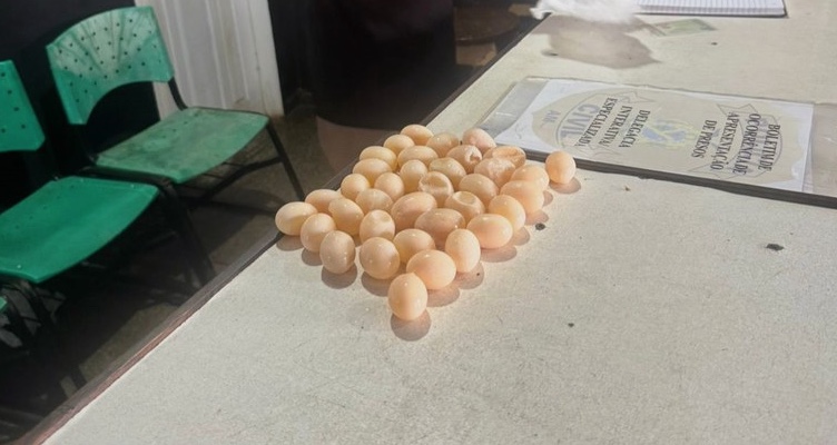 Mulher é presa no aeroporto de Tefé tentando embarcar com ovos de tracajá