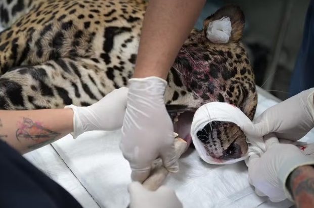 Onça resgatada no Rio Negro foi baleada com tiro na cabeça, segundo exames 