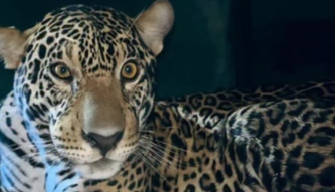 Onça resgatada no Rio Negro será devolvida à natureza em até 30 dias