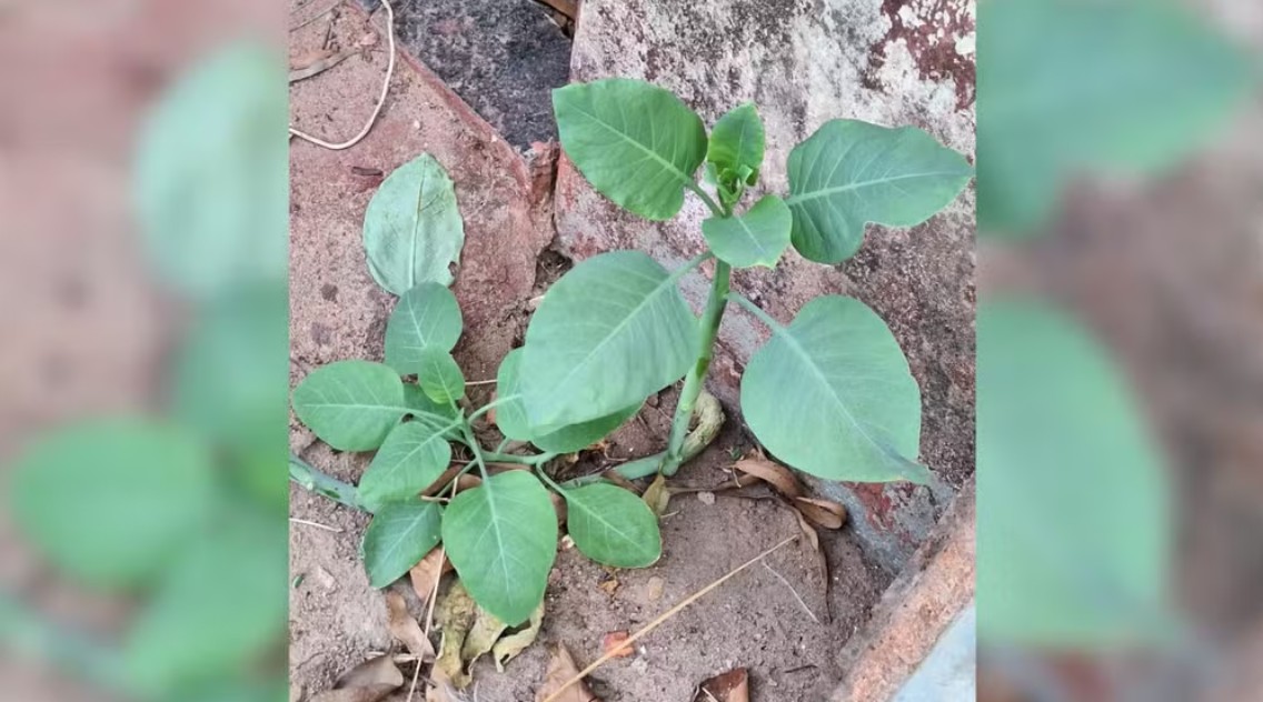 Família é hospitalizada após consumir ‘falsa couve’ em MG; mulher morreu