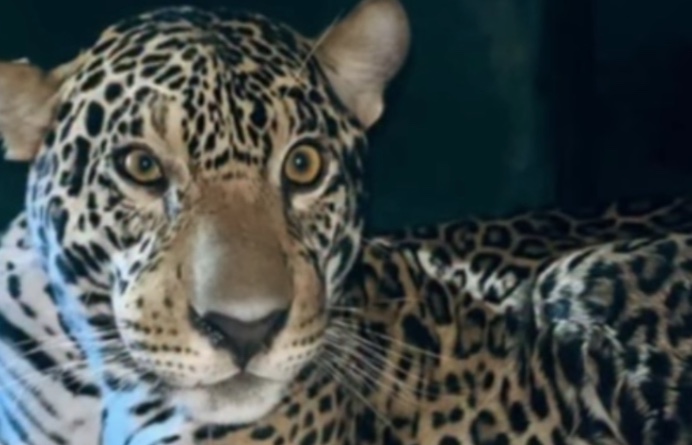 Onça resgatada no Rio Negro será devolvida à natureza nos próximos dias