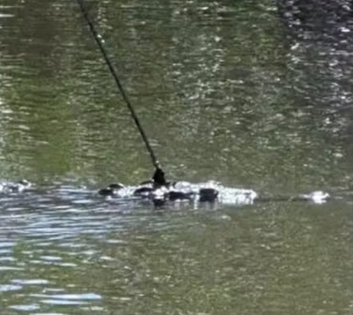 Crocodilo é resgatada com arpão cravado e bala no crânio